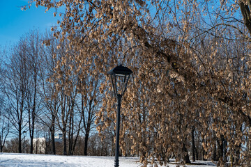 Wall Mural - tree in winter