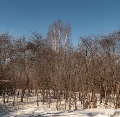 Wall Mural - snow covered trees