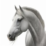 Fototapeta  - white horse isolated on white