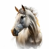 Fototapeta Konie - horse isolated on white
