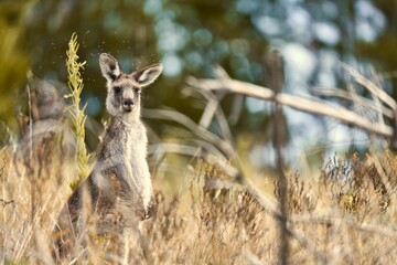 Poster - Shallow focus shot of an eastern gray kangaroo standing among long dry grass in the woods