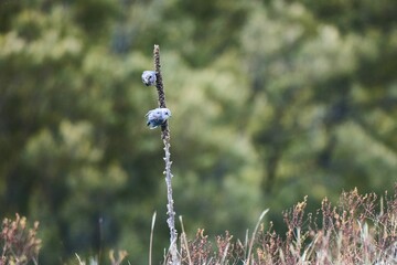 Wall Mural - Small songbirds clinging to a dry plant in the field on a sunny day with blur background