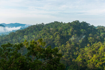 Sticker - Borneo lowland rainforest in Ulu Temburong National Park, Brunei Darussalam