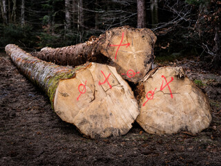 Sticker - Des troncs de Sapin coupés dans une parcelle de forêt de résineux dans le Morvan