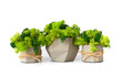 © Denis - Stabilized moss in a flowerpot on a white background