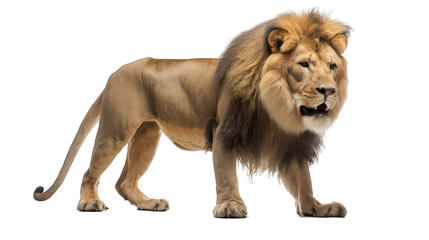 Wall Mural - full body size lion isolated on white transparent background png. generative ai