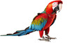 Macaw ara parrot isolated on white transparent background png. Generative AI