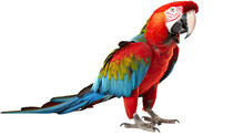 Macaw Ara Parrot Isolated On White Transparent Background Png. Generative AI