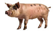 Piglet pig isolated on white transparent background png. Generative AI