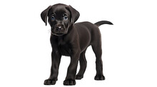 Black Puppy Isolated On White Transparent Background Png. Generative AI