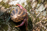 Fototapeta Tęcza - crab on a rock