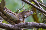 Fototapeta Tęcza - green iguana on a branch