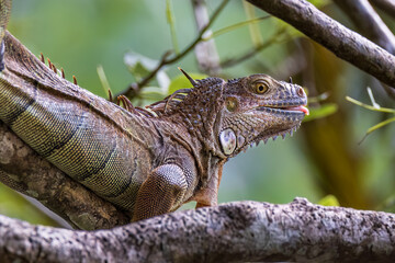 Wall Mural - iguana on a branch