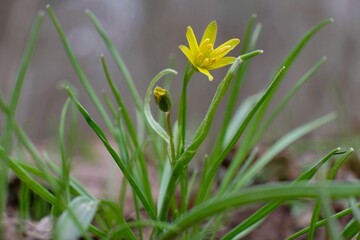 Canvas Print - Close up of Gagea lutea (yellow star-of-Bethlehem) - spring plant with yellow flowers