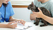 © mojo_cp - Doctor veterinarian is holding cute cat  at vet clinic.  Pet check up and vaccination. Health care.