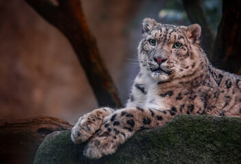snow leopard