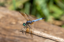 Blue Dasher Dragonfly In Swampy Area