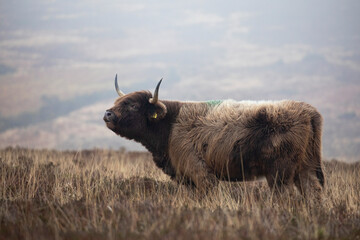 highland cattle cow with large horns on barren moorland