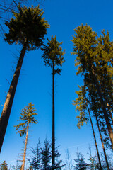 Wall Mural - Big spruces in woods.