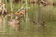 Beautiful Colorful Mallard Wild Duck (Anas Platyrhynchos, Anatidae) Female Hen Waterbird And Cute Little Baby Duckling With Brown Speckled Plumage In Green Waters Of Lake. Natural Scene, Wildlife.