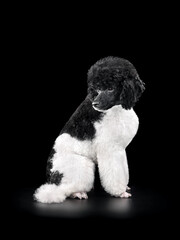 Wall Mural - Portrait of black and white poodle