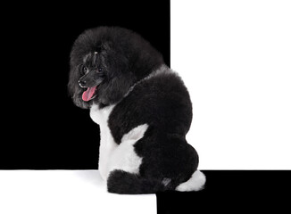 Wall Mural - Black and white harlequin poodle