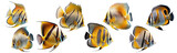 Fototapeta Na drzwi - Collection of colorful fish on a transparent or white background