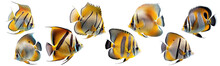 Collection Of Colorful Fish On A Transparent Or White Background