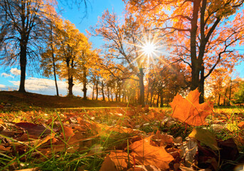 Wall Mural - autumn park in leaf fall season, beautiful natural autumn landscape