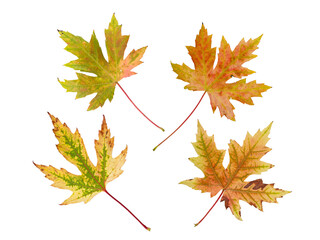 Wall Mural - silver maple or acer saccharinum bright autumn colored four leaves set isolated transparent png.