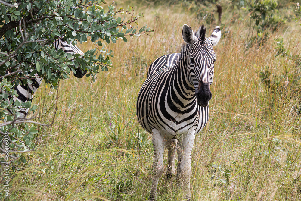 Zebra Ref Zebra in her natural habitat in Imire Rhino and Wildlife Conservancy ...