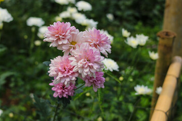 Wall Mural - Chrysanthemum flowers in full bloom in Indonesia greenhouse