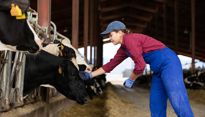 Young farmer girl in uniform stroking and feeding cows with ear tags in stall on dairy farm