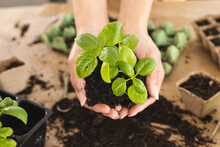 Cropped Hands Of Caucasian Young Woman Holding Small Plant With Dirt Over Table At Home
