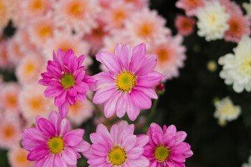 Wall Mural - Chrysanthemum flowers in full bloom in Indonesia greenhouse