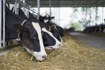 Healthy dairy - milk cows in modern livestock farming.