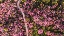 Aerial View Of Landscape  Beautiful Wild Himalayan Cherry Blooming Pink Prunus Cerasoides Flowers