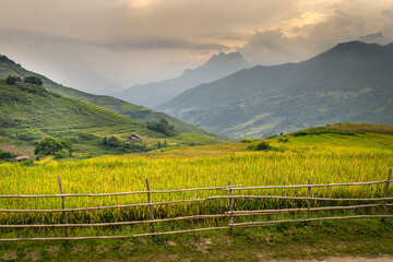 Wall Mural - Admire the beautiful terraced fields in Y Ty commune, Bat Xat district, Lao Cai province northwest Vietnam on the day of ripe rice harvest. Rural landscape of Vietnam