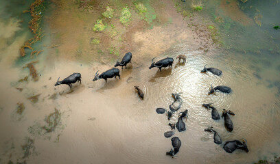 buffalo bathing, soaking in the swamp