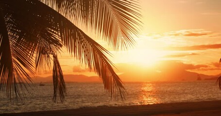 Wall Mural - Tropical sunset with palm tree silhouette at beach