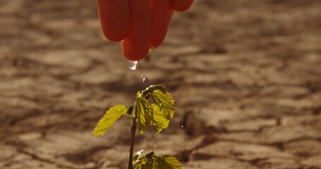 Wall Mural - Close up shot of hand watering a little sprout on deserted ground. Cracked dead soil in dried lake or river - ecological disaster, save our planet 