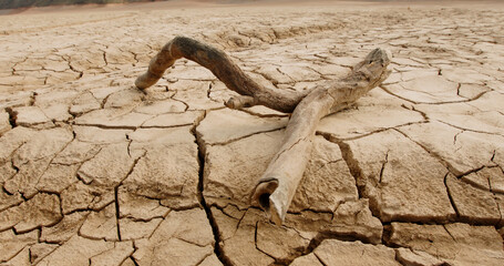 Wall Mural - Close up shot of dead branch lying on deserted ground. Driftwood on cracked soil mud dried after erosions and desertification - ecological disaster concept 