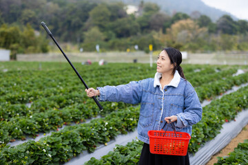 Wall Mural - Woman use of 360 camera to take video in strawberry field