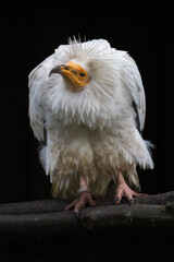 Canvas Print - Vulture scavenger portrait outdoors on a branch.