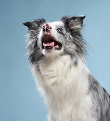 Wall Mural - Happy dog open mouth on a blue background. Funny looking border collie. Pet in studio 