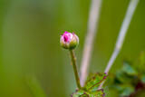 Fototapeta Na ścianę - Wild blackberry (Rubus)
