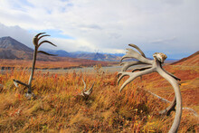 Antlers And Grass In The Desert In Alaska