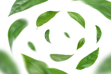 Green leaves flying in the air isolated on background.