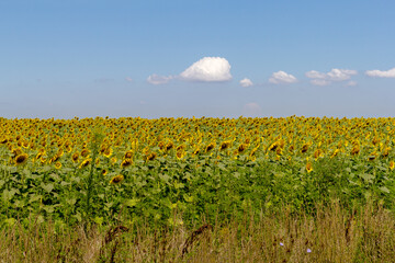 sunflowers on a summer field on a sunny day,the flowering period,close-up.