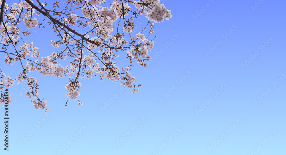 桜, 空, 雲, 新年度, 満開, 入学, 入社, 卒業, 入園, 青空, 背景, 春